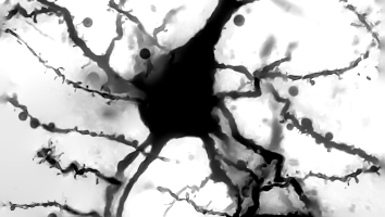 Pyramidal neuron of the mouse cortex stained using the Golgi method